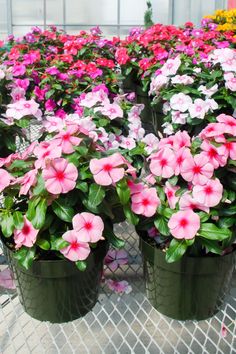 many pink and white flowers in green pots