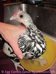 a person holding a chicken in a sink