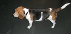 a dog standing on top of a black floor