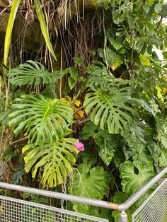 a fenced in area with lots of green plants and trees around it, along with a pink flower