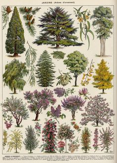 various trees and shrubs are shown in this antique print from the early 1800s's