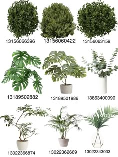 the different types of plants in pots