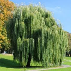 a large green tree sitting in the middle of a park