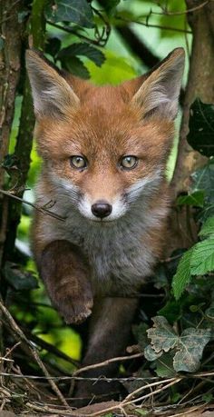 a red fox in the woods looking out from behind some branches and leaves with blue eyes