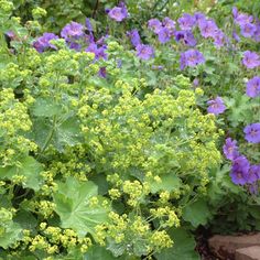 purple flowers and green leaves in a garden