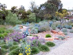 a garden filled with lots of different types of flowers and plants on top of gravel