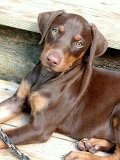 a brown and black dog laying on top of a wooden floor next to a chain