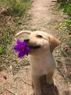 a puppy with a purple flower in its mouth on a dirt path near grass and bushes