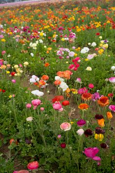 many different colored flowers in a field