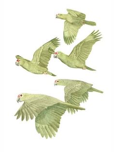 four green parrots are flying in the air with their beaks open and wings extended