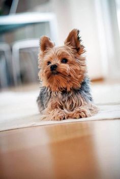 a small brown and black dog laying on the floor