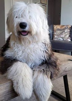 a shaggy white dog sitting on top of a wooden bench