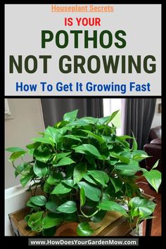 pothos not growing Fast Growing Houseplants, Pothos Plant Care, Windowsill Garden, Inside Garden, Pothos Plant, Fast Growing Plants