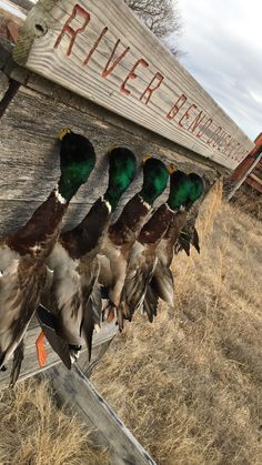 ducks are lined up in front of an old wooden boat that says river ranch on it