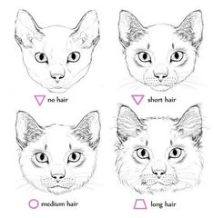 four different types of cats'faces with the words short hair and long hair on them