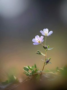 two small purple flowers with green leaves in the foreground and a blurry background