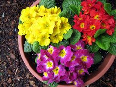 colorful flowers in a pot on the ground