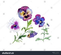 watercolor pansies with green leaves and purple flowers on a white background stock photo