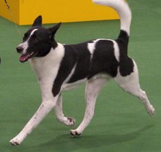 a black and white dog running on a green carpeted area with a yellow sign in the background