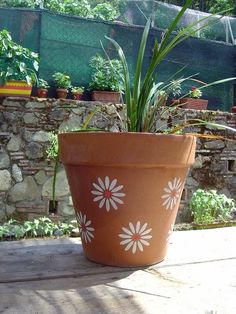 a potted plant sitting on top of a wooden table next to a stone wall