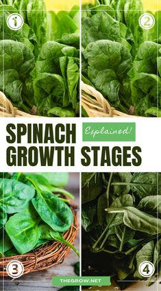 spinach growing stages in the garden with text overlay that says spinach growth stages