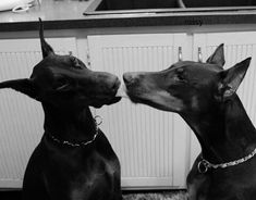 two dogs sitting next to each other in front of a kitchen sink and cupboards