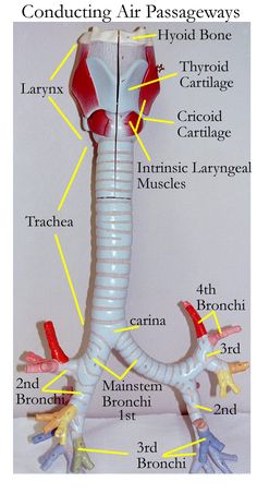 an image of the anatomy of a medical device