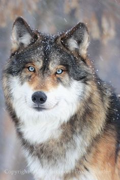 a wolf with blue eyes standing in the snow