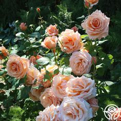 several peach colored roses are blooming in the garden