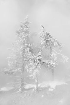 black and white photograph of snow covered trees in the woods on a foggy day