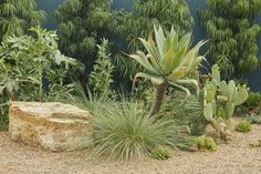 an assortment of plants and rocks in a garden area with blue walls behind them, including cacti and succulents