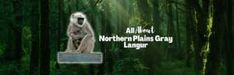 an image of a statue in the middle of a forest with words all that northern plant gray language