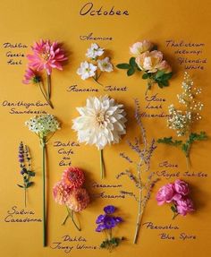 flowers are arranged on a yellow background with the names of their blooming stems and petals