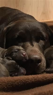 a dog and her puppies cuddle together on a blanket in front of a wooden cabinet