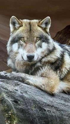 a wolf laying on top of a large rock