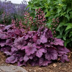 some purple flowers are growing in the dirt