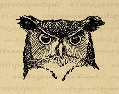 an ink drawing of an owl with big eyes