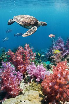 a turtle swims over colorful coral reef in the red sea on a sunny day