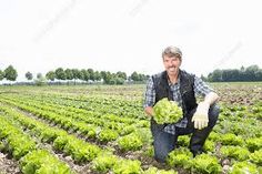 a man kneeling in the middle of a field holding lettuce