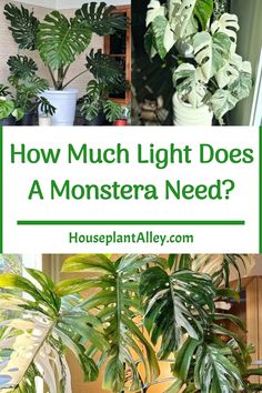 Collage of different Monstera plants with text asking about their light needs. Soil Types, Live Aquarium Plants, Houseplant Care, Plant Parent, Rubber Plant, Indoor Jungle