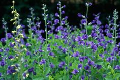 purple flowers are blooming in the garden