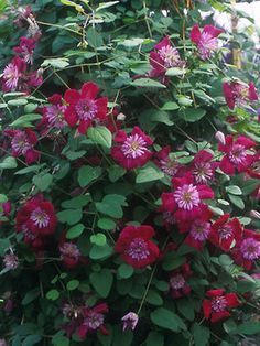 red and pink flowers growing on the side of a building with lots of green leaves