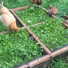 two chickens and one duck are standing in the grass near an open box filled with plants