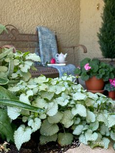 some green plants are growing on the ground in front of a bench and potted plants