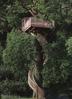 a tree house built into the side of a large tree in front of some trees