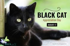 a black cat laying on the ground next to a wooden fence with green eyes and an inscription that reads, black cat appreciation day august 17