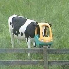 a black and white cow standing next to a toy car in the grass near a fence