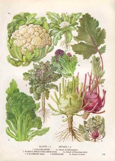 an illustration of different types of vegetables and their roots, including broccoli, cauliflower, celery, turnips