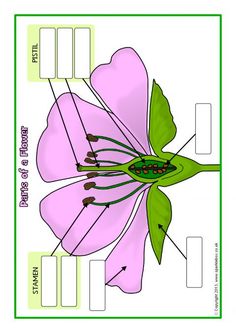 the parts of a flower labeled in green and pink with labels on each side,