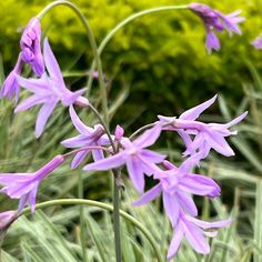 Tulbaghia violacea - Society Garlic - The Curious Gardener Chenille Plant, Fragrant Garden, Spider Plants, Lilac Flowers